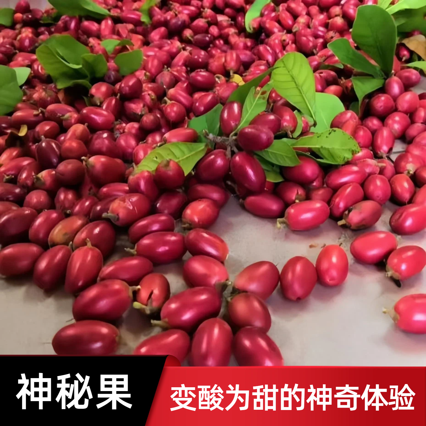 现摘新鲜神秘果鲜果酸变甜变味果 蜜拉圣果 神奇改变味觉奇异浆果,水产肉类/新鲜蔬果/熟食,其它,淘宝优惠券,粉丝福利购,淘宝优惠卷