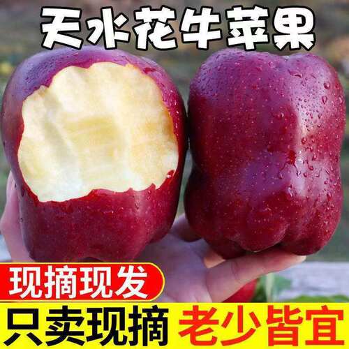 正宗甘肃天水花牛苹果10