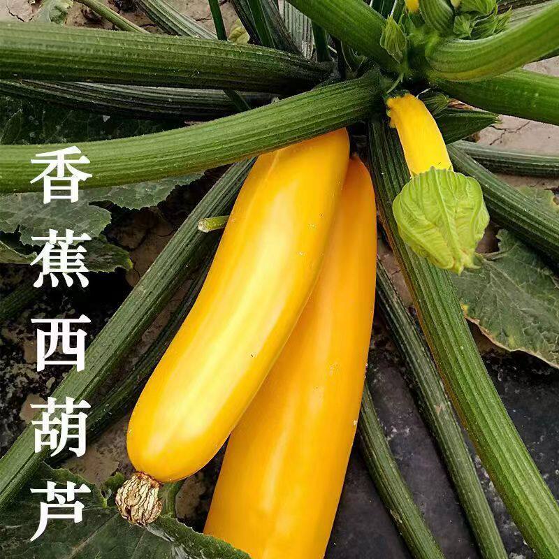 新鲜香蕉西葫芦黄节瓜黄色西葫芦意大利进口角瓜水果蔬菜现摘现发