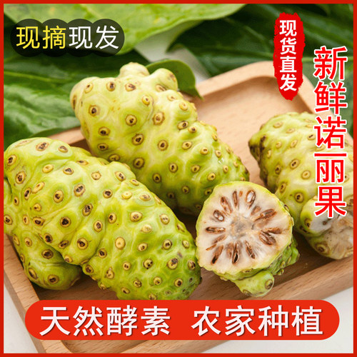 海南诺丽果新鲜水果5斤现摘现发诺尼果做酵素煮水炖汤包邮诺丽果