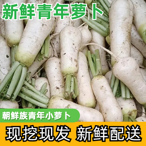 新鲜朝鲜族青年萝卜小伙子萝卜