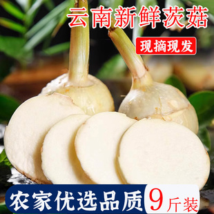 顺丰云南新鲜茨菇9斤农家蔬菜地慈姑火锅白茨菰现挖马蹄芽菇特产