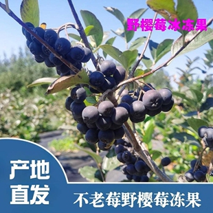 2025年冰冻野樱莓酵素不老莓果黑腺肋花楸果稀罕水果营养果上市