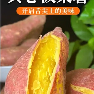 新鲜现挖黄金板栗红薯爆皮王现挖新鲜黄心粉糯非桥头地瓜番薯山芋