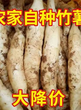 农家新鲜竹薯现挖无渣竹芋5斤当季冬粉薯凉粉薯根茎薯煲汤炒菜
