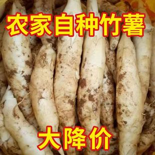 农家新鲜竹薯现挖无渣竹芋5斤当季冬粉薯凉粉薯根茎薯煲汤炒菜