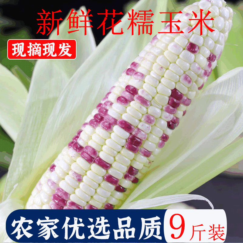 广西花糯玉米10斤新鲜现摘农家甜糯食用水果生玉米棒带皮整箱,水产肉类/新鲜蔬果/熟食,新鲜玉米,淘宝优惠券,粉丝福利购,淘宝优惠卷