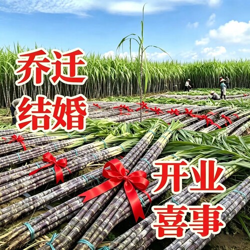 2整根 新鲜甘蔗海南新鲜甘蔗黑皮甘蔗结婚搬家乔迁红皮甘蔗喜甘蔗