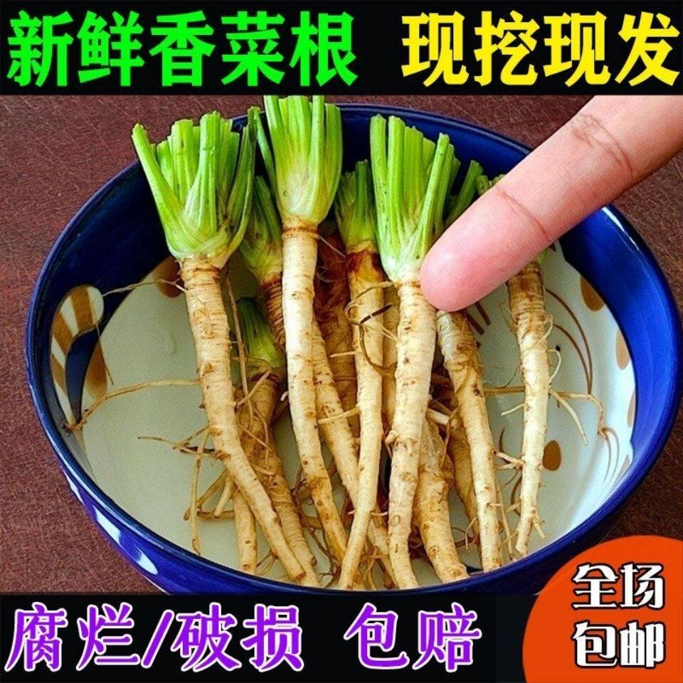 顺丰现挖新鲜香菜根现挖凉拌腌制咸菜油炸人参须子鲜嫩根部包邮