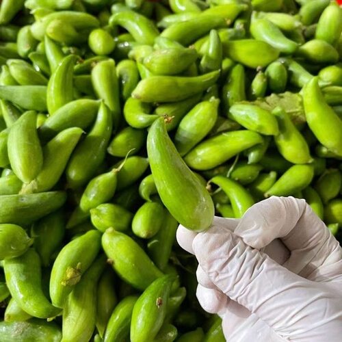 云南德宏特产新鲜蔬菜小雀瓜小角瓜美味素食新鲜现摘时令蔬菜包邮