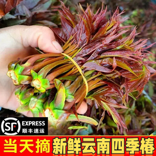 【顺丰速运】现货2025新鲜云南四季椿头茬红油香椿现摘现发香椿芽