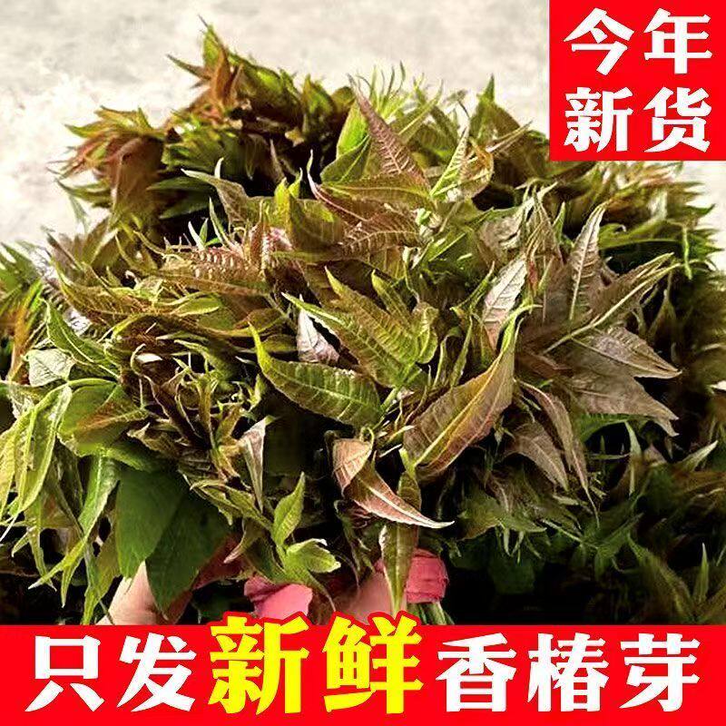2025年头茬新鲜香椿芽3斤现摘嫩芽野生露天红油香椿头应当季蔬菜