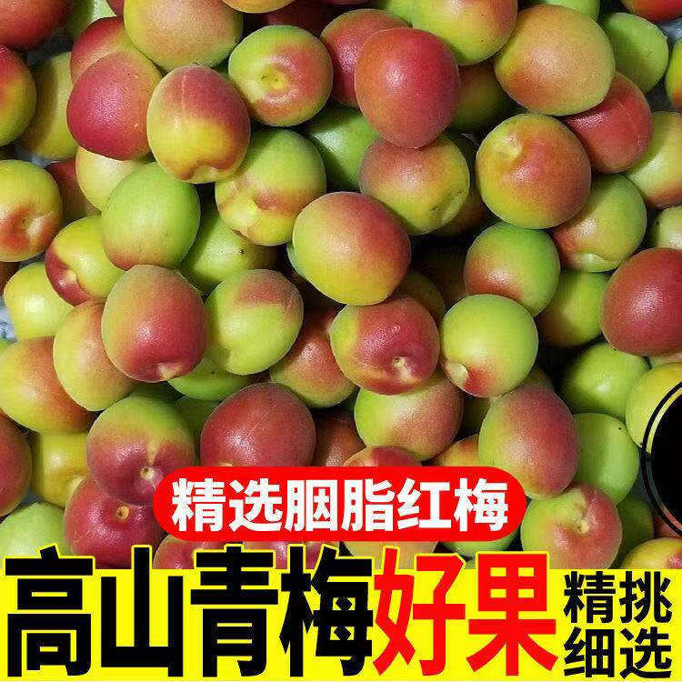 顺丰诏安高山胭脂梅新鲜青梅鲜果黄梅青梅果泡酒梅子露酵素梅酸梅
