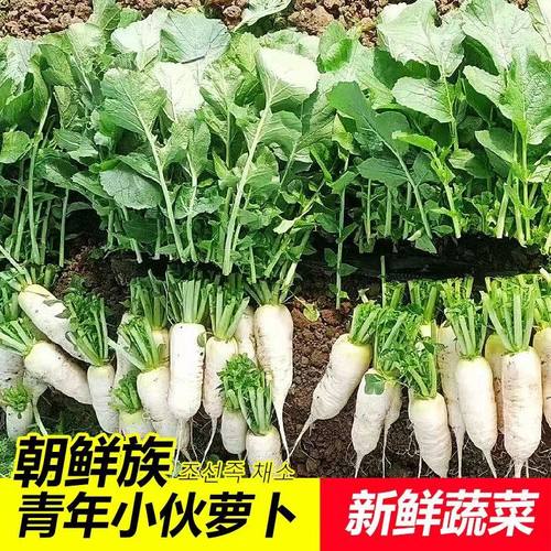 新鲜朝鲜族青年萝卜小伙子萝卜