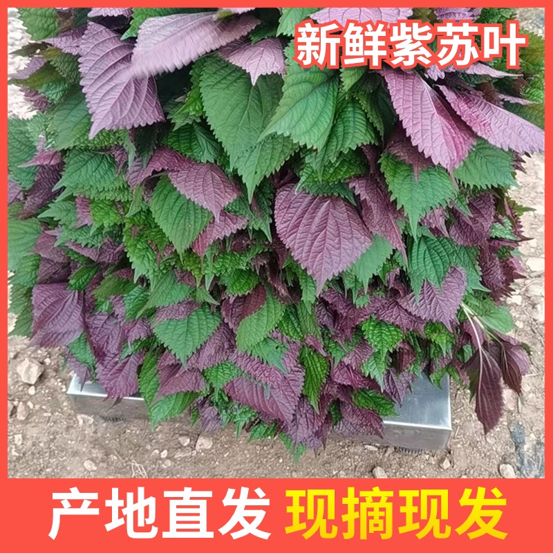 广西新鲜农家紫苏紫苏叶3斤食用现摘牛蛙蔬菜香料食用去腥料包
