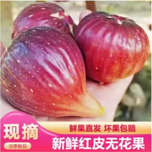 顺丰包邮云南红皮无花果5斤新鲜大果当季孕妇应季紫皮水果整箱