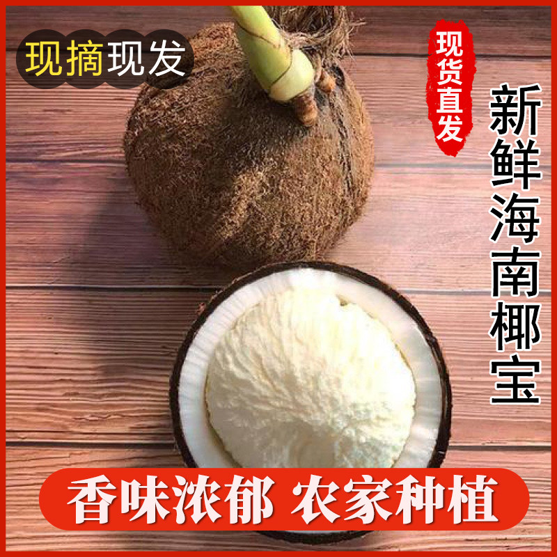 海南新鲜椰宝正宗发芽老椰子肉当季现摘新鲜孕妇水果椰汁椰皇包邮