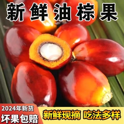 云南新鲜油棕果棕榈果热带罕见稀有水果西双版纳特产现摘