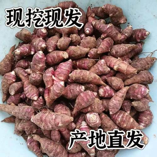 东北新鲜洋姜野生姜不辣胰岛果地环菊芋腌制凉拌酱菜食用紫皮红皮