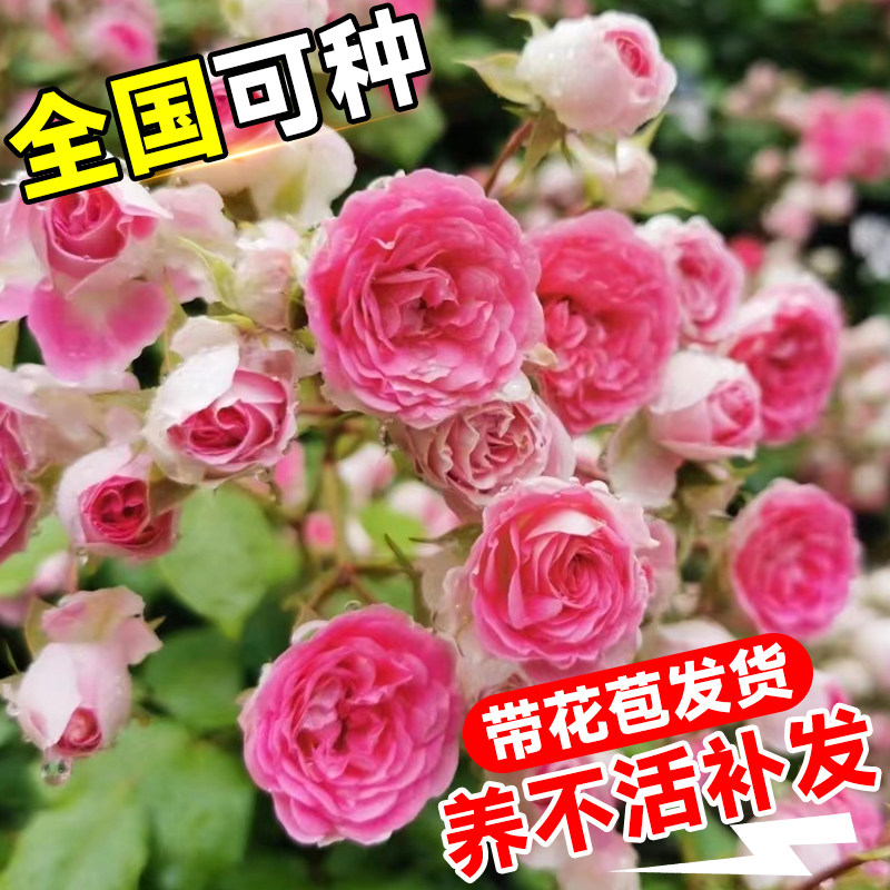 好货罗衣爬藤月季大苗藤本蔷薇花苗盆栽果汁阳台四季庭院绿植物开