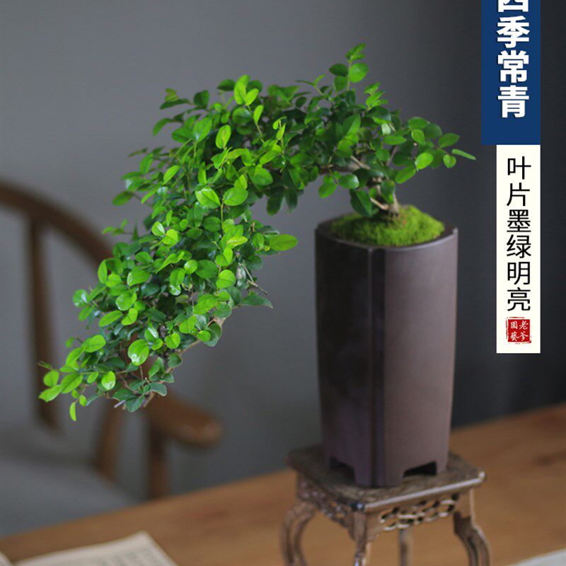 悬崖式雀梅盆景老桩植物客厅书房茶几窗台阳台办公室绿植室内盆栽
