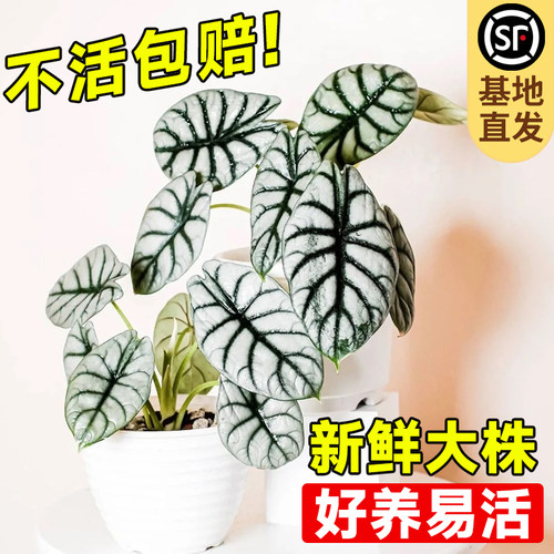 好货白犀牛海芋盆栽客厅办公室桌面绿植北欧风网红热带植物彩叶芋