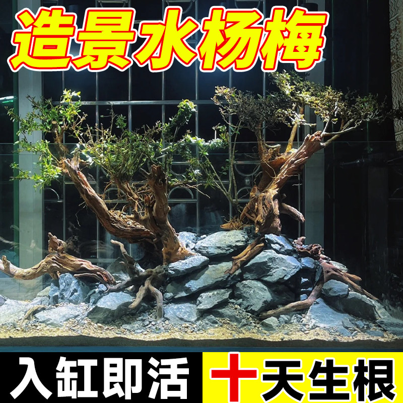 好货水杨梅鱼缸造景水草水培植物和鱼共养水榕老根树老桩水缸古法