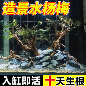 好货水杨梅鱼缸造景水草水培植物和鱼共养水榕老根树老桩水缸古法