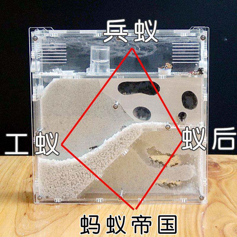极速可养好养蚂蚁工坊。生态沙巢蚂蚁城堡豪华带蚁后凝胶专用部落