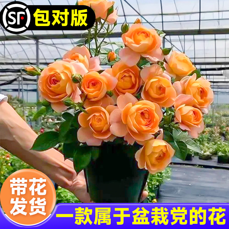 好货果汁阳台月季花苗盆栽带花苞大苗室内阳台植物花卉玫瑰好养红