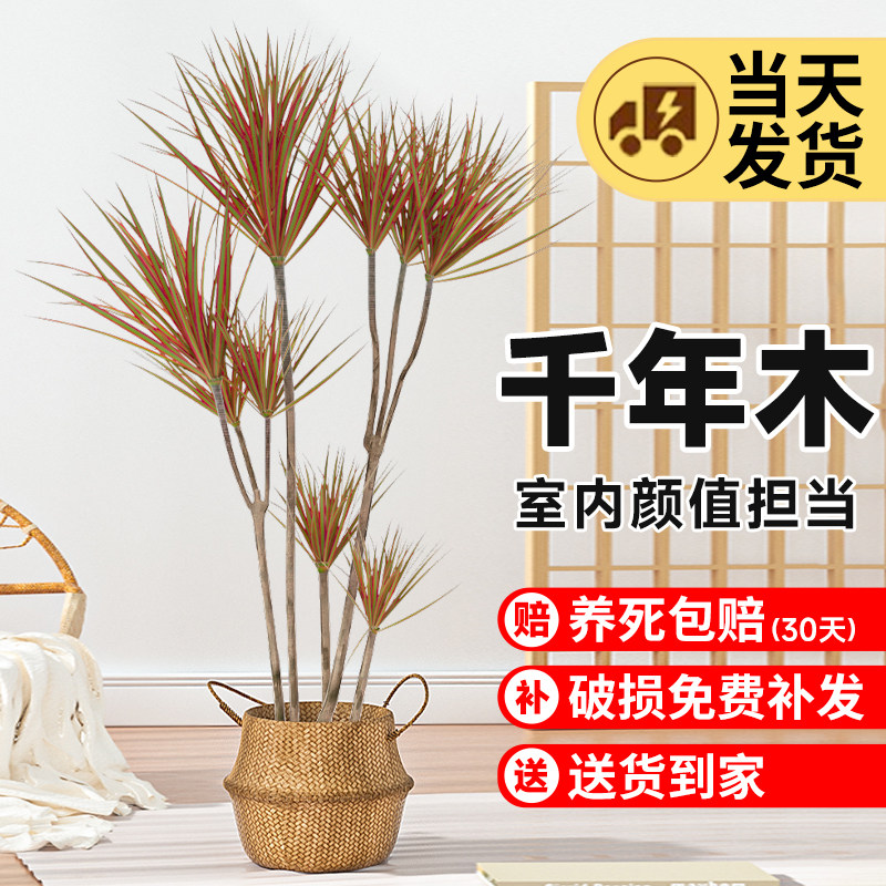 好货七彩千年木盆栽大型绿植龙血树马尾铁办公室内客厅好养吸甲醛