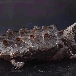 新品//原种大鳄龟活体北美小鳄A龟暴刺纯佛鳄龟杂佛小乌龟龟苗真