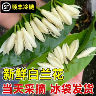 极速白兰花鲜花花朵当天r采摘黄角兰现摘现发白玉兰缅桂花纯露精
