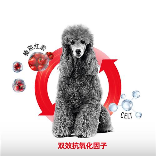 极速皇家狗食老年狗粮PDA26/y3kg贵宾8岁以上成犬狗粮泰迪高龄狗