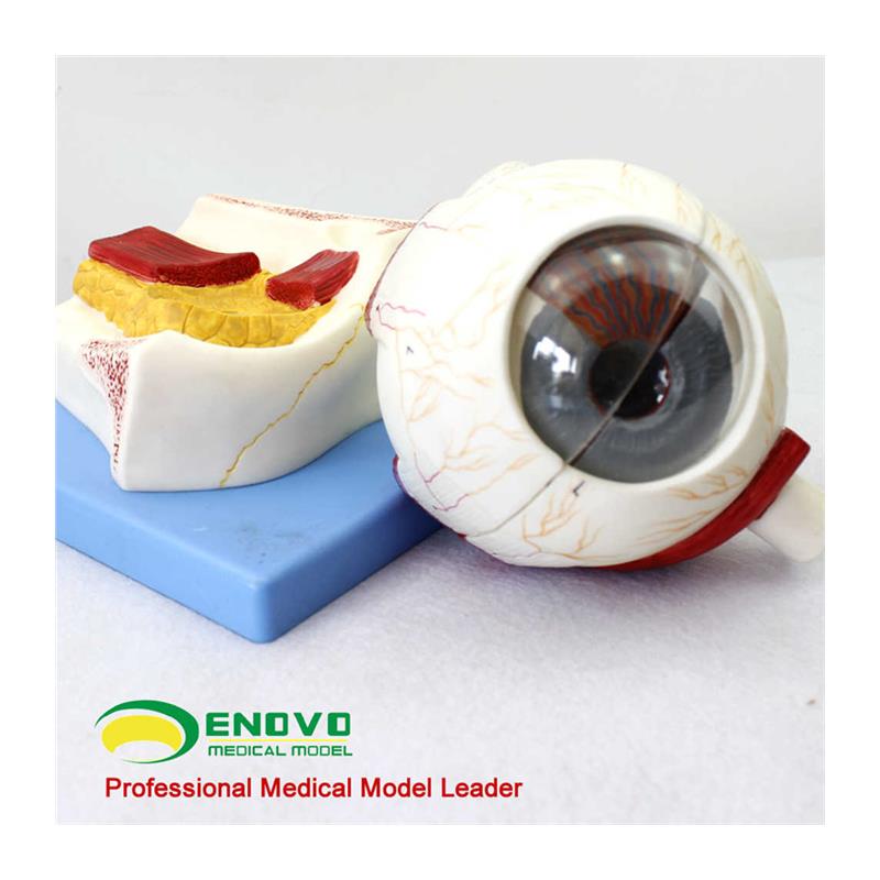 极速医学人体眼球构造放大模型眼球眼眶眼晴解剖T模型教学光学配