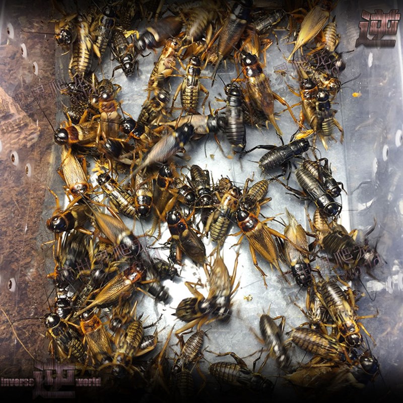 极速蛐蛐油葫芦蟋蟀活体饲料蜥蜴饲料龙J鱼饲料虎鱼饲料鸟食活体