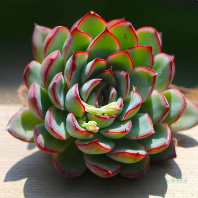 极速香槟荷花晚霞雪特蓝r姬莲米兰达风车葡萄多肉植物好养荷花多