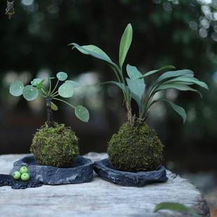 极速苔藓球盆栽山乌龟网红镜面草水培植物室内桌T面绿植兔耳兰观