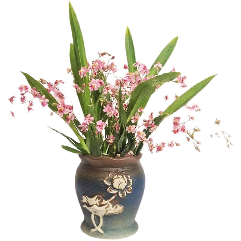 极速带花苞c矮种梦香兰花苗原杯发货开花浓香好养懒人花卉新奇绿