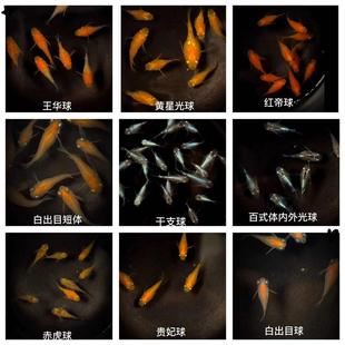 极速观背青鳉鱼球体青鳉迷你x球体鱼冷水鱼圆球鱼少女鱼猫S鳉鱼球