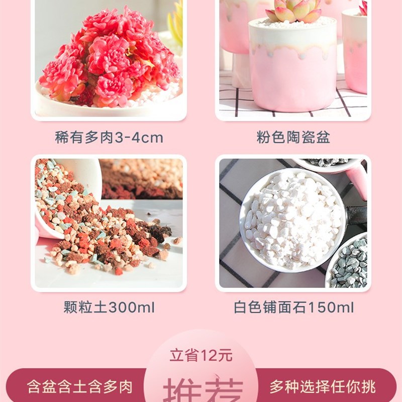 好货多肉玫瑰系列高颜值云南直发花盆套装组合室内花卉小盆栽肉肉
