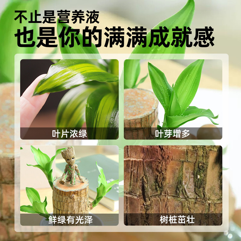 好货巴西木专用型营养液养花肥料家用盆栽通用幸运木水培水养植物