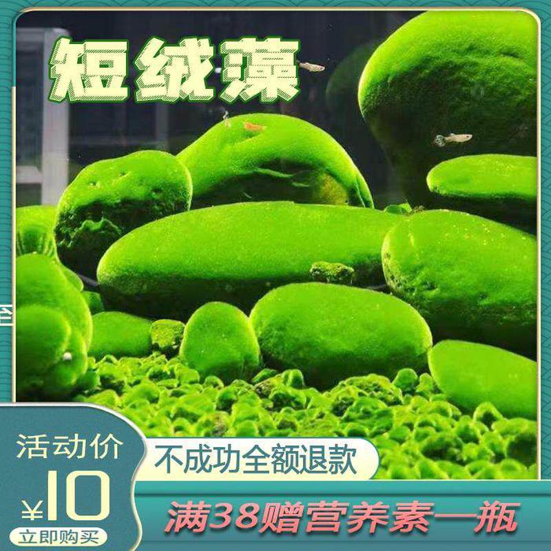 极速短绒藻长绒藻孢子引种藻种藻源藻石鱼缸造景鱼虾天然绿苔藻种