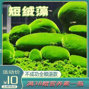 极速短绒藻长绒藻孢子引种藻种藻源藻石鱼缸造景鱼虾天然绿苔藻种