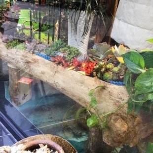 多肉枯木花盆根雕花架仿树根木头客厅种花老木槽盆栽老桩长方特大
