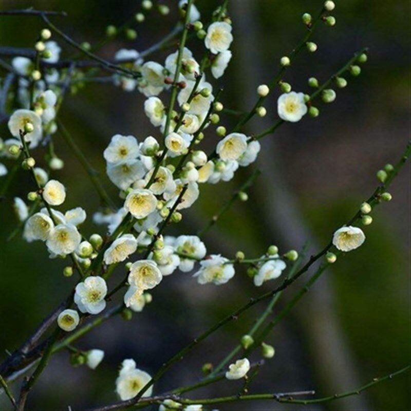 绿梅盆景树桩盆栽浓香耐寒绿萼梅花苗阳台庭院花卉Y植物室内欧洲