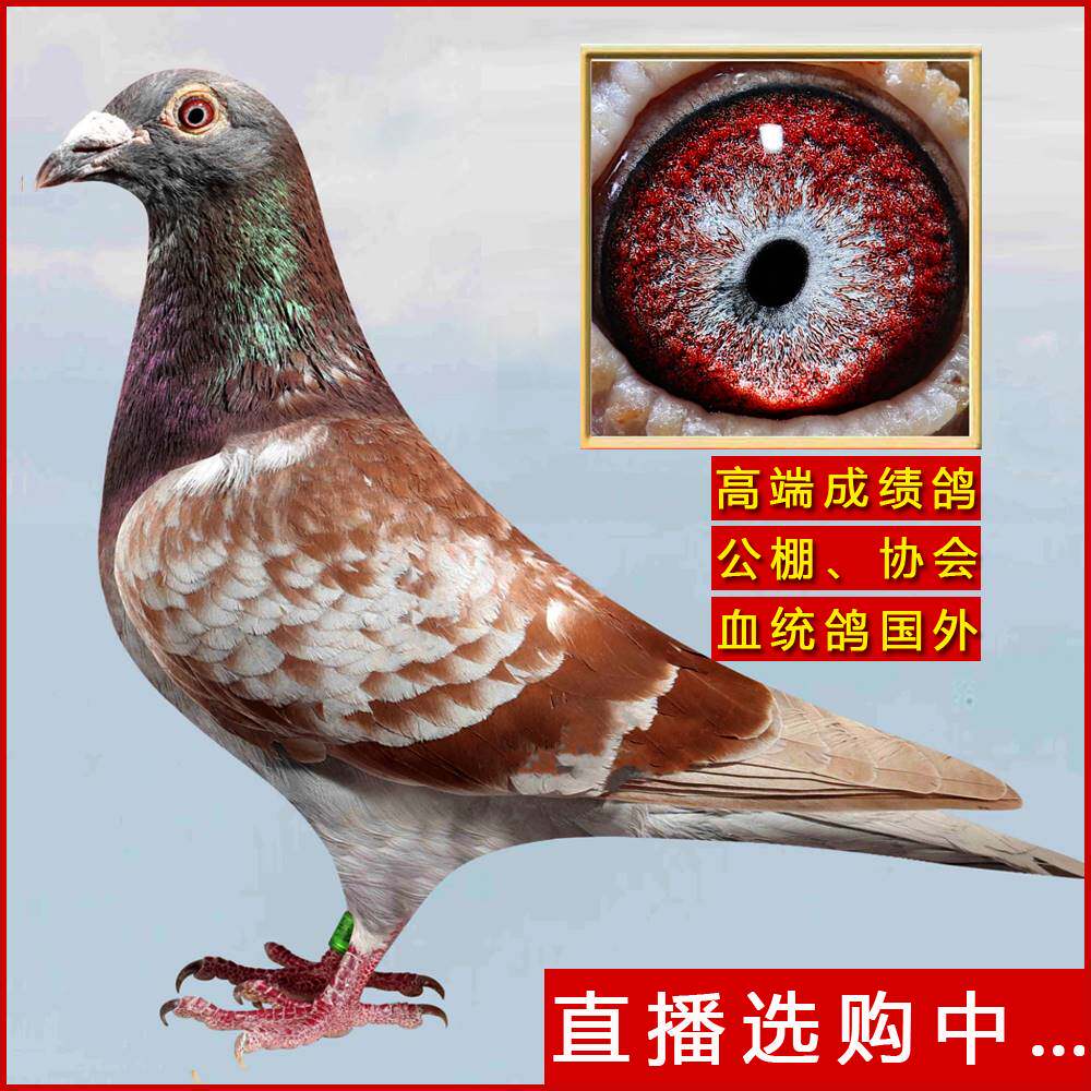 极速直播专拍,信鸽子成绩鸽公棚协会俱乐部杨阿腾李鸟吴淞詹森信