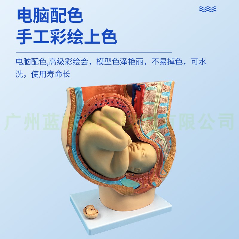妇科女性盆腔附足月胎儿模型 妊娠发育九个月胎儿子宫生殖模型