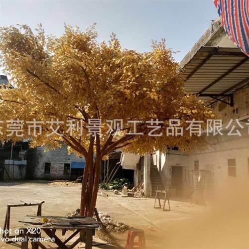 金榕树加密树叶大型发财树植物室内装饰绿植金色榕树阳台装饰