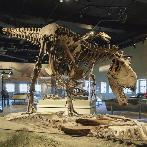 大型仿真恐龙化石仿真动物骨骼化石骨架厂家直销支持来图制作